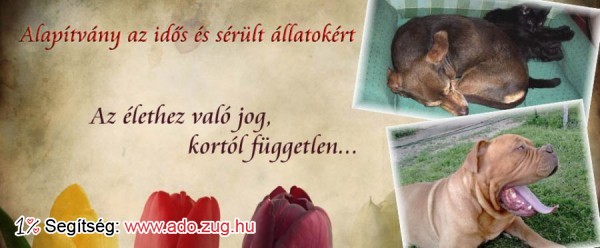 Alapítvány Az Idős és Sérült Állatokért