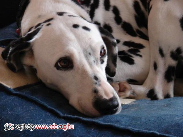 Dalmata Fajtamentő Közhasznú Egyesület
