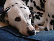 Dalmata Fajtamentő Közhasznú Egyesület Dalmata Fajtamentő Közhasznú Egyesület