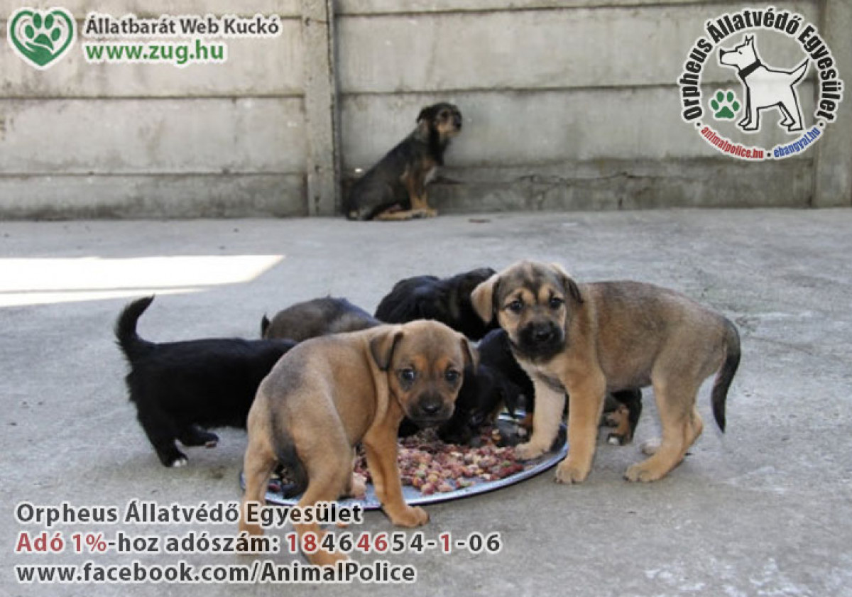 Adó 1% felajánlás egyszerűen – így segíts 2026-ban tudatosan