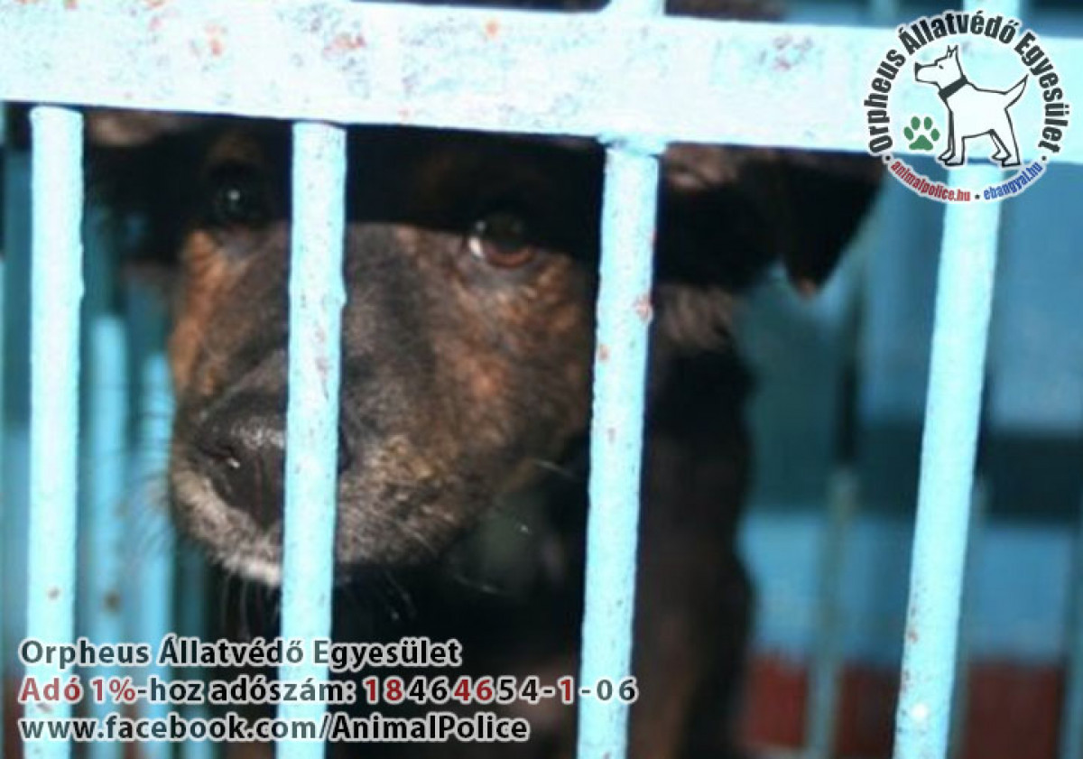 Galéria / Állatok, állatvédelem