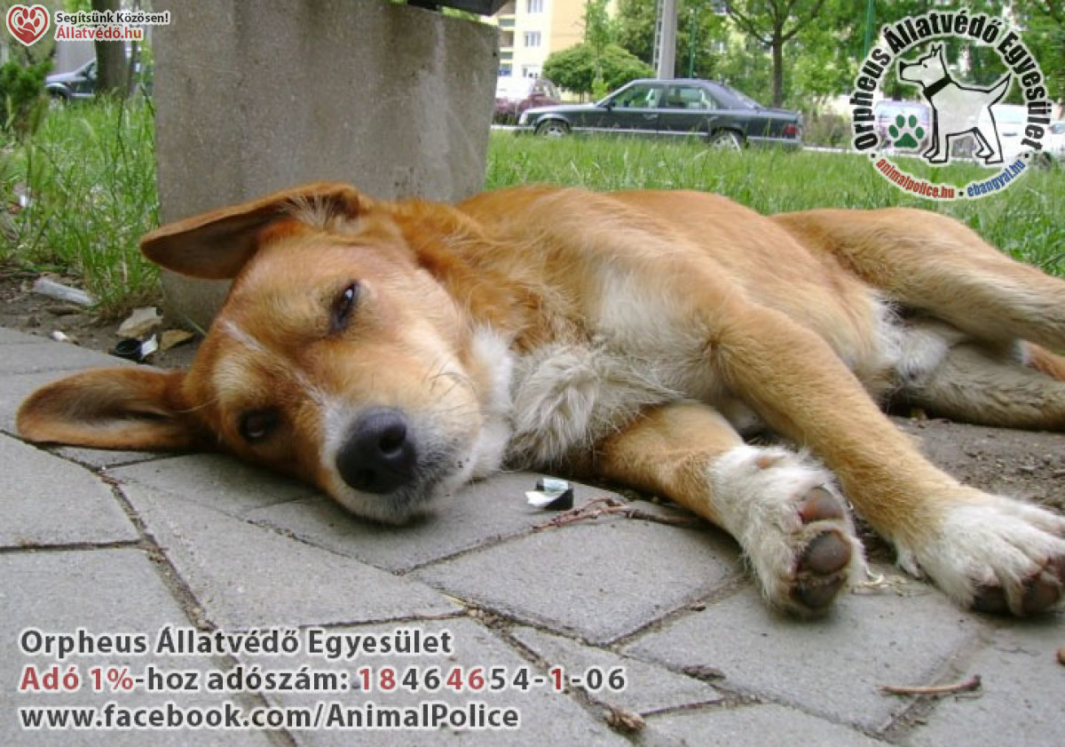 Galéria / Gazdit keres kutya