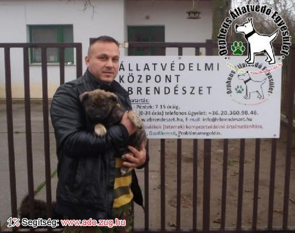 Szerető Gazdinál Kanna, az állatbarátok adóegyszázalék felajánlásának köszönhetően