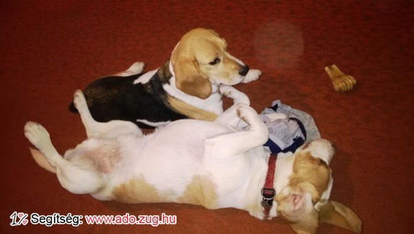 BEAGLE-ért Közhasznú Egyesület