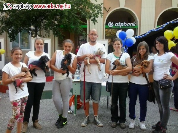 Szolnok Városi Állatotthon
